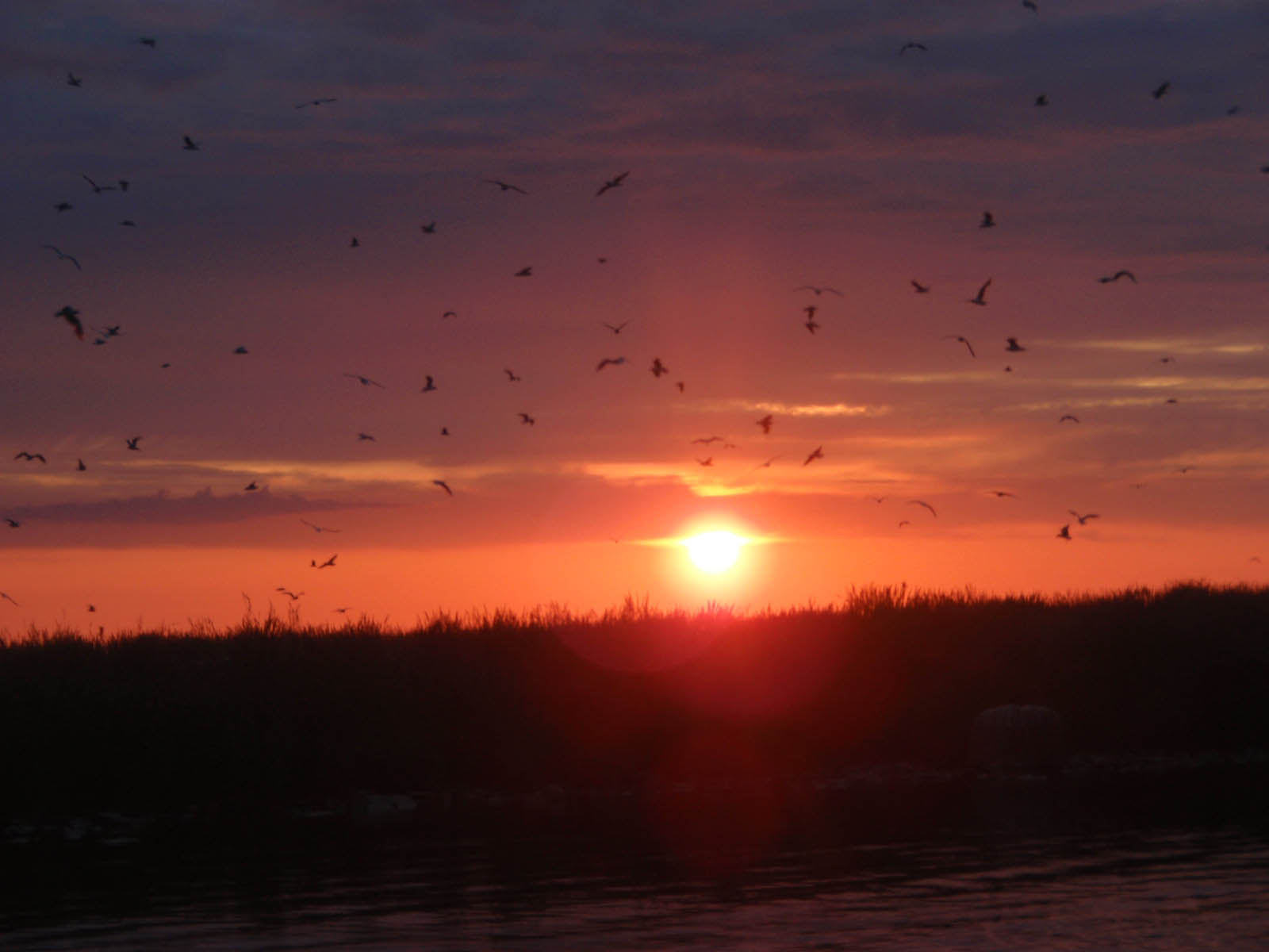 Lintuparvi auringonlaskussa,linnut,aurinko,auringonlasku,meri,ilta,taustakuva 