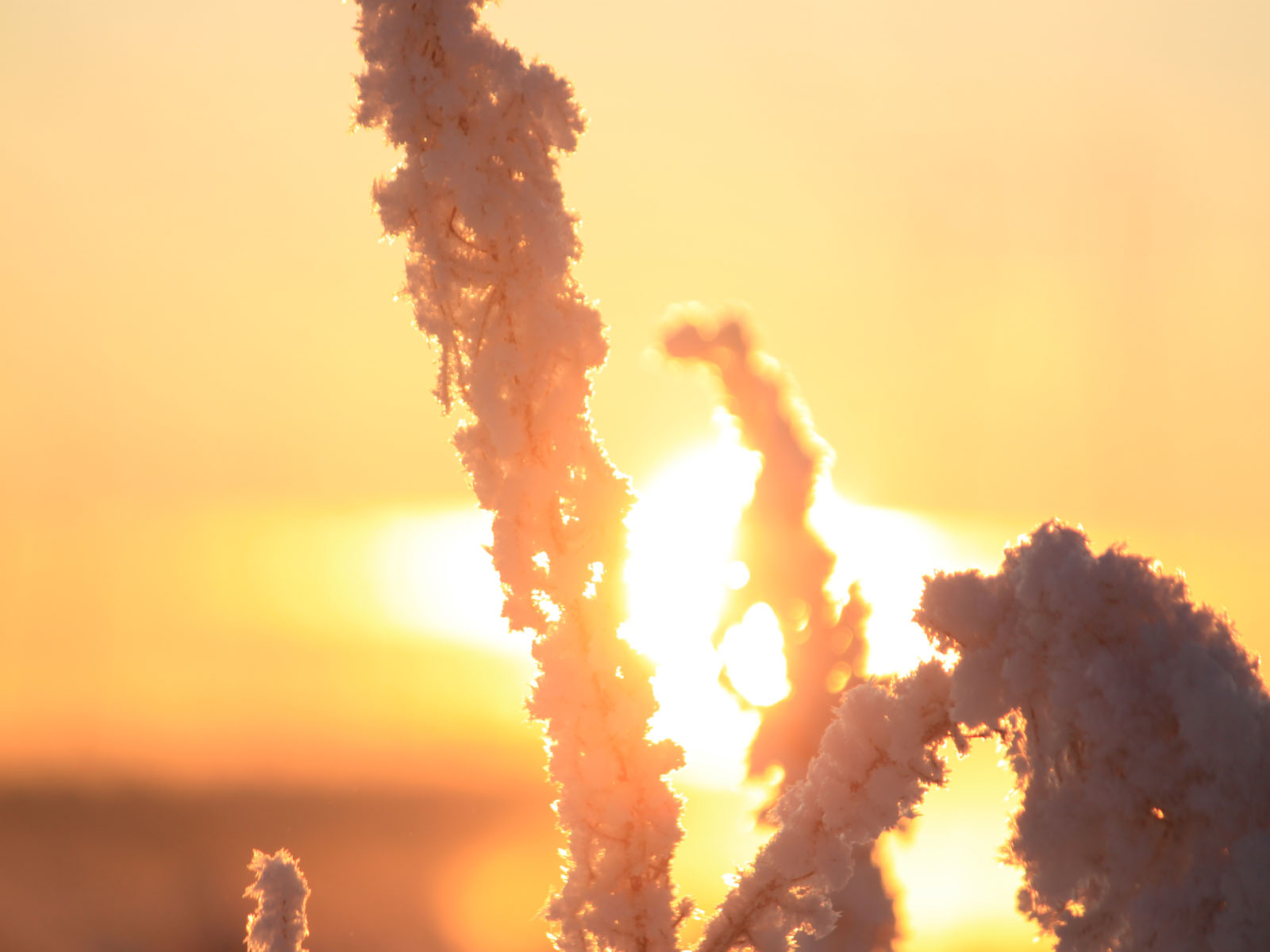 Auringonlasku talvi-iltana,talvi,ilta,aurinko,huurre,kasvi,taustakuva 