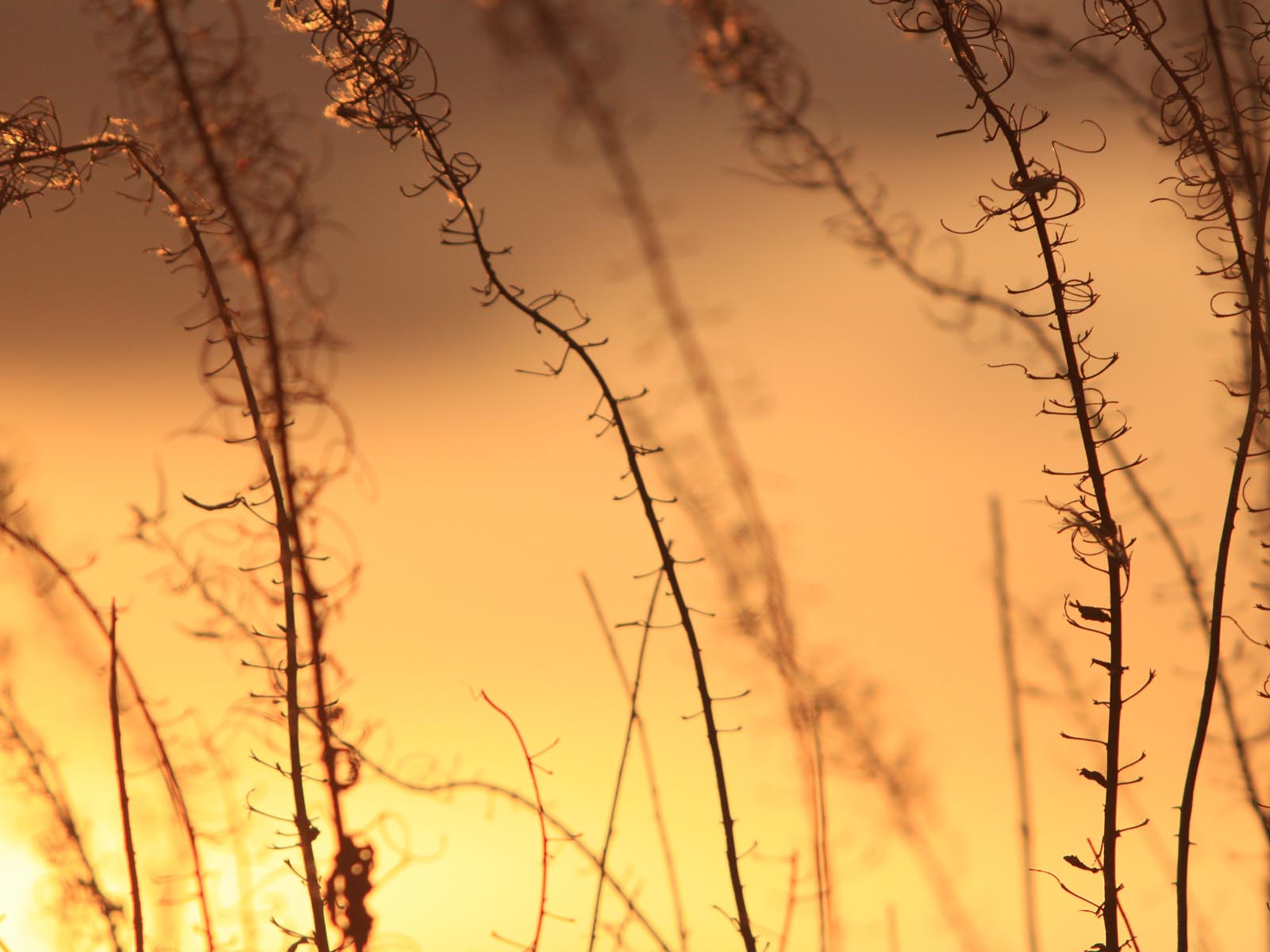 Heinät auringonlaskussa,heinä, aurinko, ilta, auringonlasku, maisema,taustakuva 