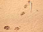 Tassunjälki hiekassa kuva